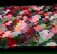 Camellia's Australia National Camellia Show - Timeshare Accommodation