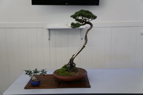 Wauchope Bonsai Workshop Group - Timeshare Accommodation 0