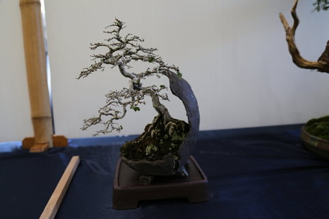 Wauchope Bonsai Workshop Group - Timeshare Accommodation 1