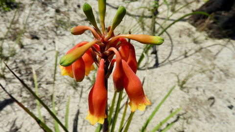 Australian Flora: Past, Present And Future - Timeshare Accommodation 0