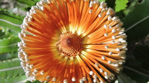 Australian Flora: Past, Present And Future - Timeshare Accommodation 1