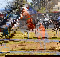 Glen Innes Pastoral and Agricultural Show - Timeshare Accommodation