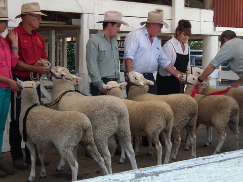 Glen Innes Pastoral And Agricultural Show - Timeshare Accommodation 2