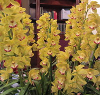 Sapphire Coast Orchid Club Winter Orchid Show - Timeshare Accommodation