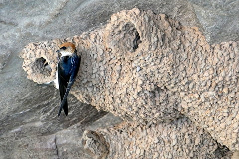 2020 Katherine Bird Festival - Timeshare Accommodation 0