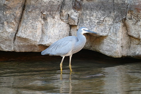 2020 Katherine Bird Festival - Timeshare Accommodation 1