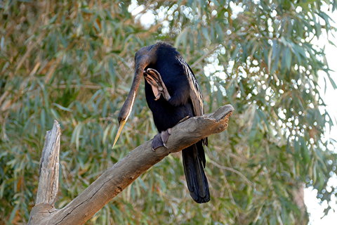 2020 Katherine Bird Festival - Timeshare Accommodation 2