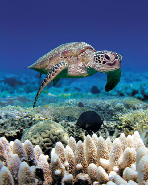 Great Adventures Green Island Ocean Swim - Timeshare Accommodation 2