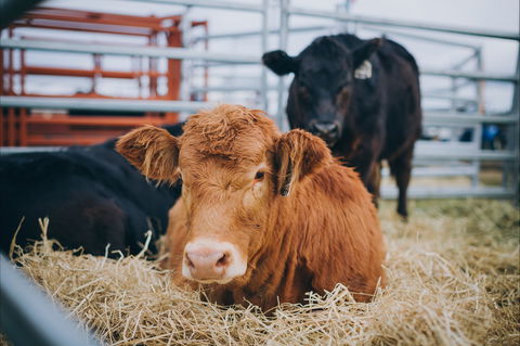 Mudgee Small Farm Field Days - Timeshare Accommodation 2