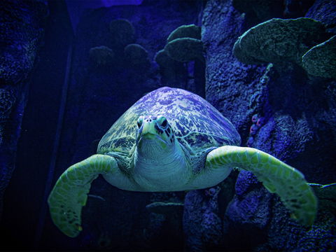 Sydney's Aquarium - Timeshare Accommodation 0