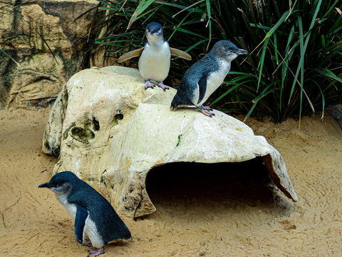 Sydney's Aquarium - Timeshare Accommodation 2