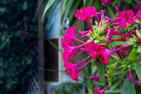 Cronulla Motor Inn - Timeshare Accommodation 1