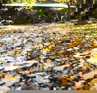 Cradle Forest Inn - Timeshare Accommodation