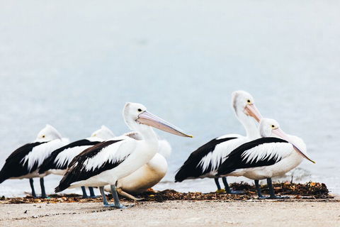 Jacobs Well Tourist Park - Timeshare Accommodation 4