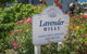 Lavender Hills 12 Bennett Street - thumb 7