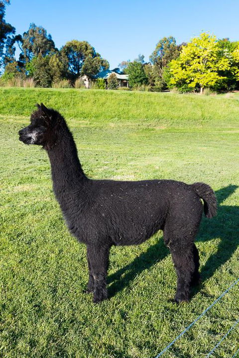 Raynella Alpaca Farmstay - Timeshare Accommodation 2