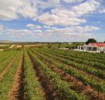 Barossa Valley Lyndoch - Timeshare Accommodation