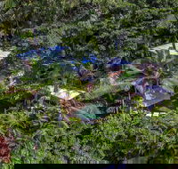 Unique Tropical Rainforest Getaway - Timeshare Accommodation