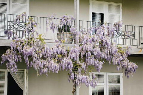 Lindenwarrah At Milawa - Timeshare Accommodation 4