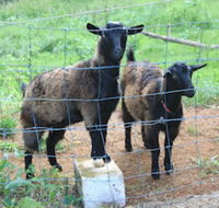 Alstonville Country Cottages - Timeshare Accommodation