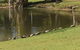 Sanctuary Lakes Fauna Retreat - thumb 1