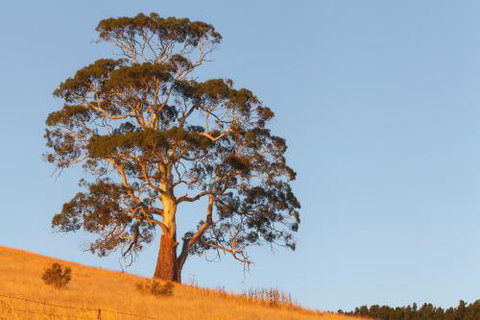 2 Dukes Daylesford - Timeshare Accommodation 5