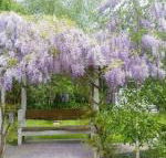 Amelina Cottages - Timeshare Accommodation