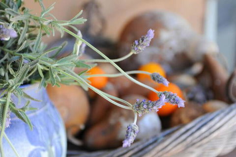 Lavender Farm - Timeshare Accommodation 5