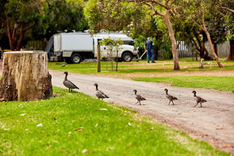 Kennett River Family Caravan Park - Timeshare Accommodation 5