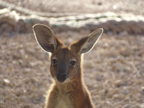 On The Deck @ Shark Bay - Timeshare Accommodation 3