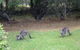 Wombatalla - thumb 7