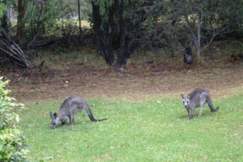 Wombatalla - Timeshare Accommodation 7