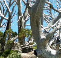 Alpine Eyre