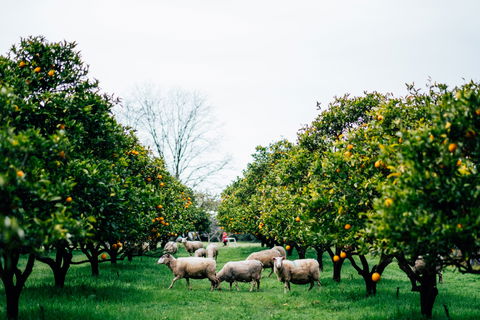 Cambray Cheese Farm Shop - Timeshare Accommodation 0