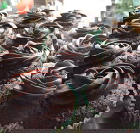 Govindas Pure Vegetarian - Burleigh Heads