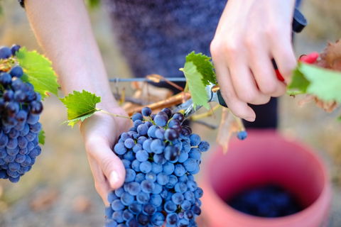 Red Feet Wines - Timeshare Accommodation 1