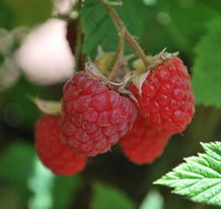 Westerway Raspberry Farm