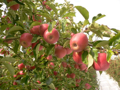Staples Apples - Timeshare Accommodation 0