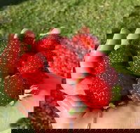 Beechworth Berries - Timeshare Accommodation