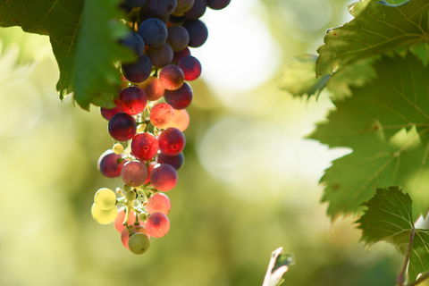 Raleigh Winery - Timeshare Accommodation 0
