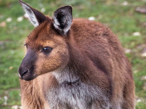 Mercure Kangaroo Island Lodge - Timeshare Accommodation 15