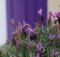The Purple Door on Seaview - Timeshare Accommodation