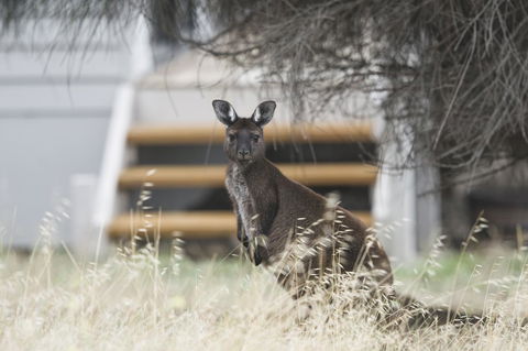 Sea Dragon Kangaroo Island - Timeshare Accommodation 12