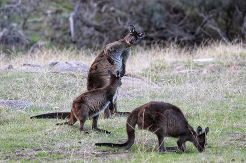 Sea Dragon Kangaroo Island - Timeshare Accommodation 22