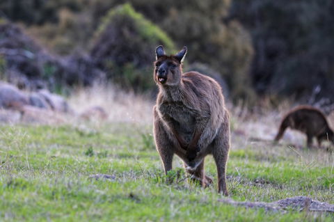 Sea Dragon Kangaroo Island - Timeshare Accommodation 26