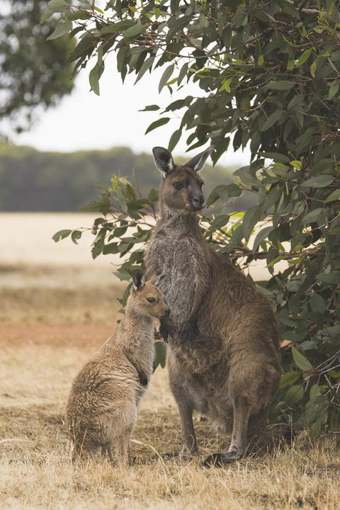 Sea Dragon Kangaroo Island - Timeshare Accommodation 29