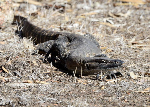 Sea Dragon Kangaroo Island - Timeshare Accommodation 24
