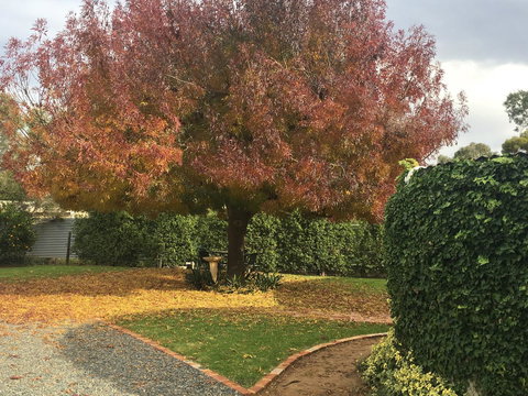 Barossa Retro BnB - Timeshare Accommodation 30