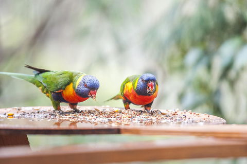 Smiths Lake House - Timeshare Accommodation 18