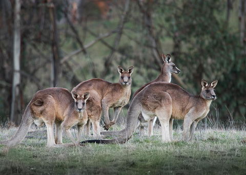 Pound Creek Gallery - Timeshare Accommodation 25